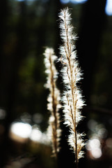 A weed glowing with the sunshine