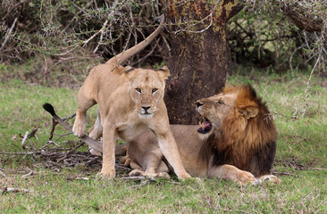 Löwenpaar