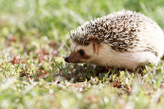  African white- bellied hedgehog