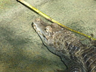 Alligator