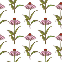 Colored Echinacea Seamless Pattern. Hand Drawn Graphic Background for Surface Design. Vector Illustration of Medicinal Plant