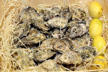 oyster, oysters, seafood, food, shellfish, fresh, shell, lemon, fish, sea, wine, raw, background, delicious, tasty, gourmet, dinner, lunch, restaurant, white, stone, plate, half, clams, healthy, meal,