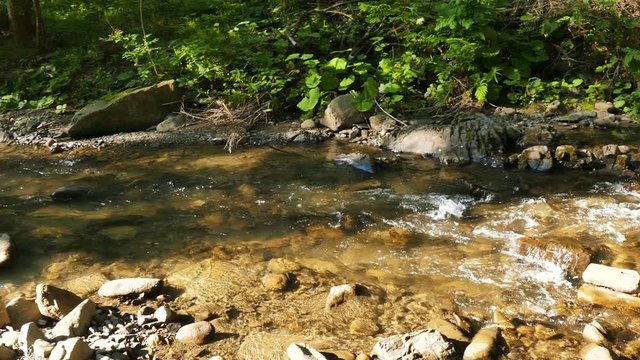 4K.Small Mountain  stream  in wood , panorama.Nature