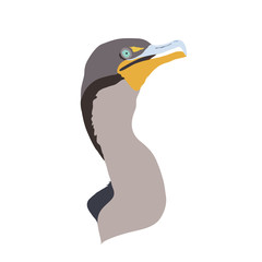 Cormorant Bird Digital Illustration Design