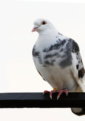 Gray pigeons