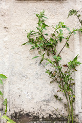 Jewish Headstone flowers stone symbol embem background cemetery old granit marble font letters