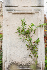 Jewish Headstone flowers stone symbol embem background cemetery old granit marble font letters