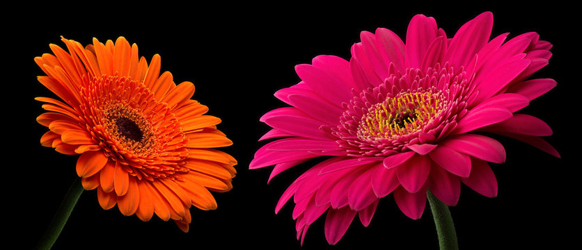 Fototapeta Gerbera set isolated on black