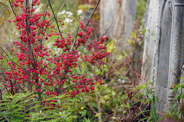 Jewish Headstone flowers stone symbol embem background cemetery old granit marble font letters