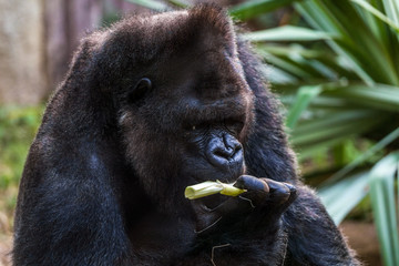 Gorilla