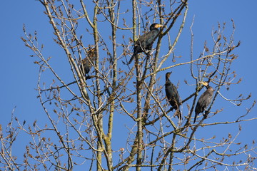 Oiseau