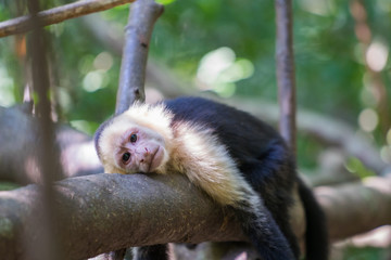 White Face Capuchin Monkey on a tree branch