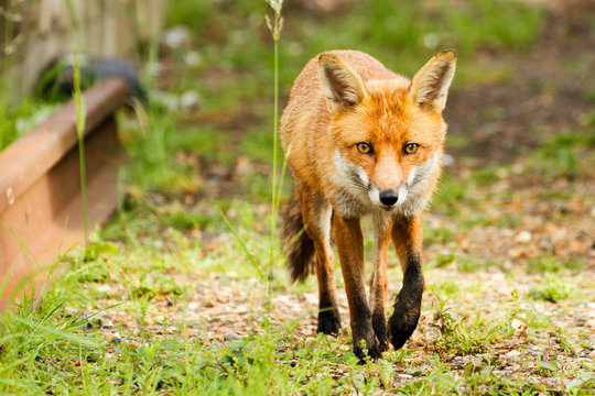 Friendly female fox walking near the railway