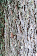 Tree trunk
