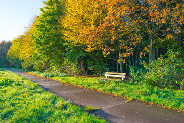 Path through a field along trees in sunlight at fall