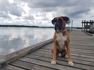 boxer