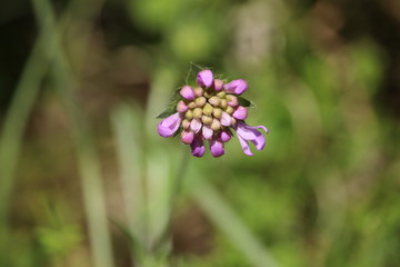 Wiesenblume