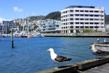 Central of Wellington New Zealand © asanojunki0110