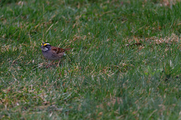 White Throated Sparrow