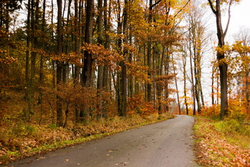 Fototapeta premium Autumn road in Czech republic