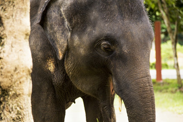 Elephant, close up. Elephant in a wild, close up.