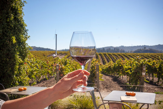 Wine Glass Held Up In Wine Vineyard