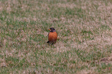 American Robin