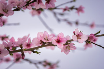 Cherry blossom
