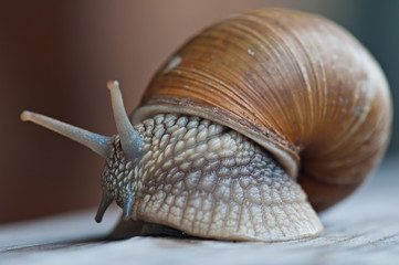 Large forest snail on an old wooden background, fauna.