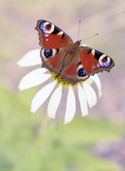Pawie oczko motyl © Aleksandra Madejska