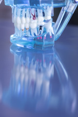 Dentsts dental teeth model