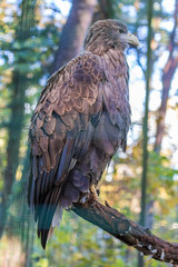 Adler