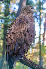 Adler