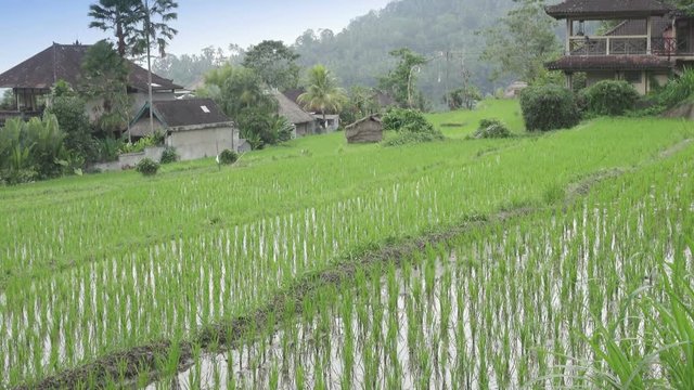 view on rice terraces of mountain and house of farmers. Bali, Indonesia