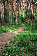 Obraz premium deserted path in the pine forest