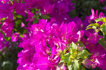 Fototapeta na wymiar Flowering bougainvillea of bright color