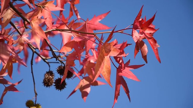 Branches of Americain Sweetgum in autumn