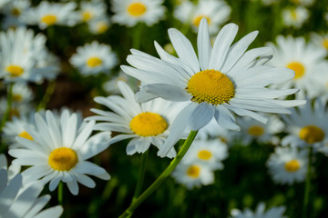 Fototapeta premium Daisies in a summer meadow. Blooming daisies against green of summer.