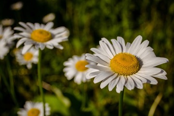 Daisies in a summer meadow. Blooming daisies against green of summer.