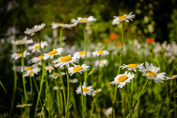 Daisies in a summer meadow. Blooming daisies against green of summer.