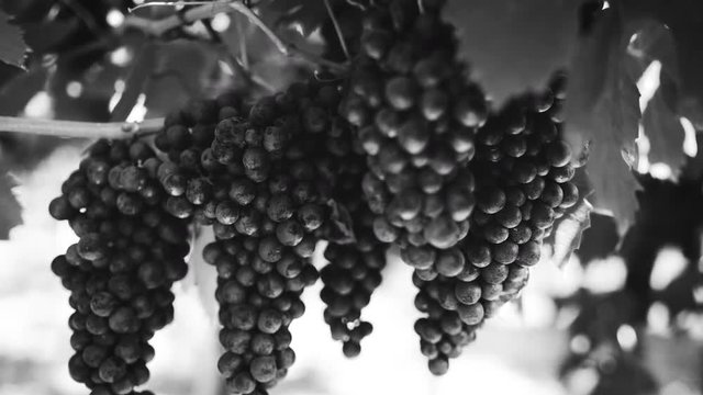 vigna uva Amarone bianco e nero