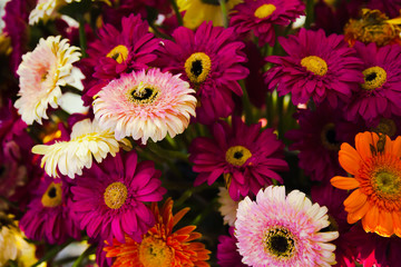 Fototapeta premium Daisy variety colorful and have beautiful colors in Full area.