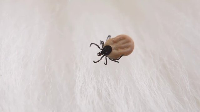 A small mite
