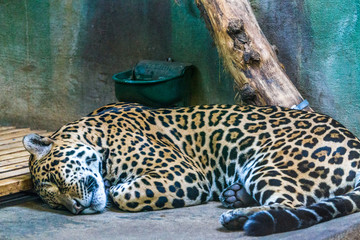 schlafender Leopard