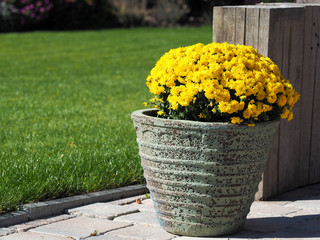 Fototapeta na wymiar Yellow chrysanthemum flowers in vintage pot. Green grass in the garden on background.