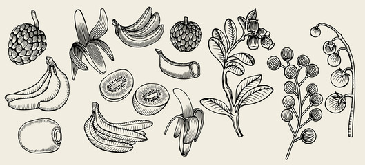 Fruit drawn in ink on a beige background