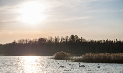 Jezioro © Rafal Lechowicz