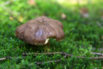 view of a mushroom growing in moss