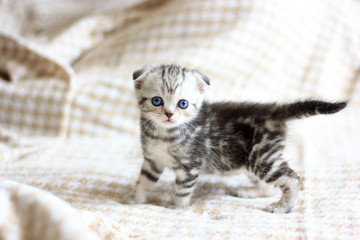 Adorable little kitten walking on master's bed