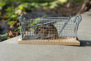 mouse caught in a non-hurt cage trap